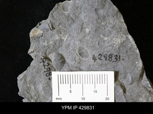 Devonochonetes