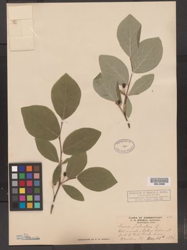 Dirca palustris