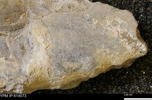 undet. Ammonoidea