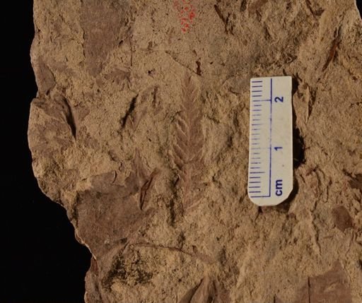 Cladophlebis sp.