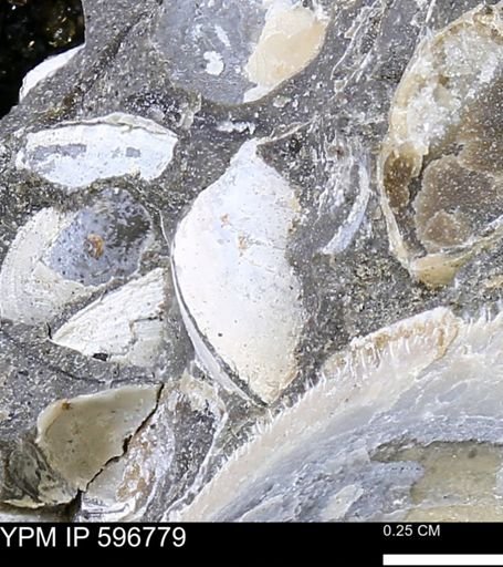 undet. Bivalvia