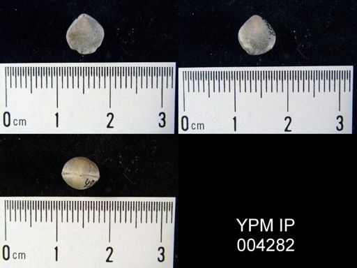 undet. Rhynchonellida
