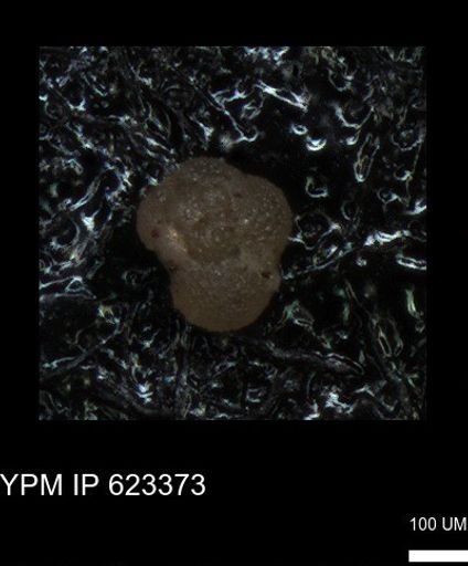 undet. Foraminiferida