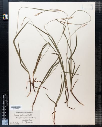 Carex pubescens