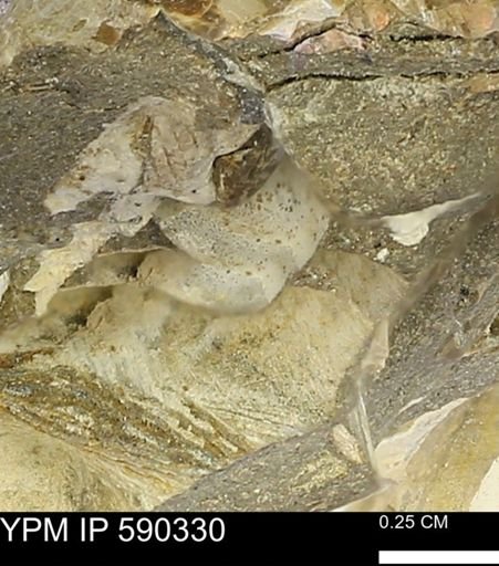 Protocardia?
