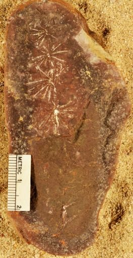 Annularia radiata