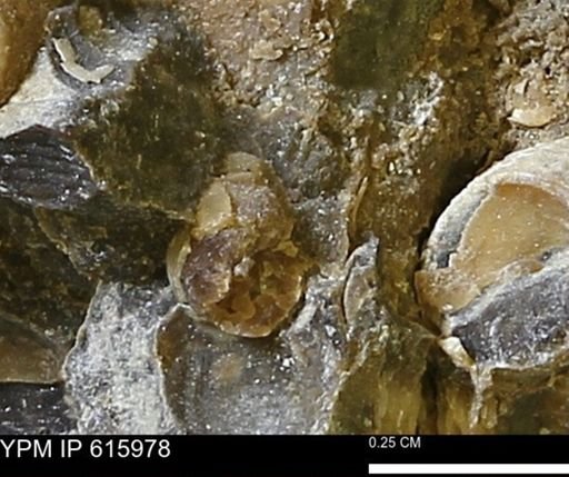 Drepanochilus sp.