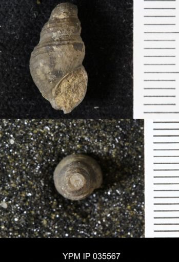 Goniobasis ortmanni