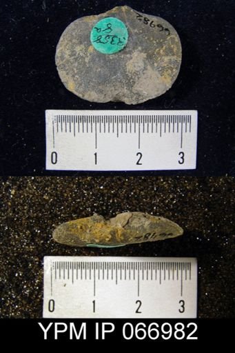 Schizophoria impressa