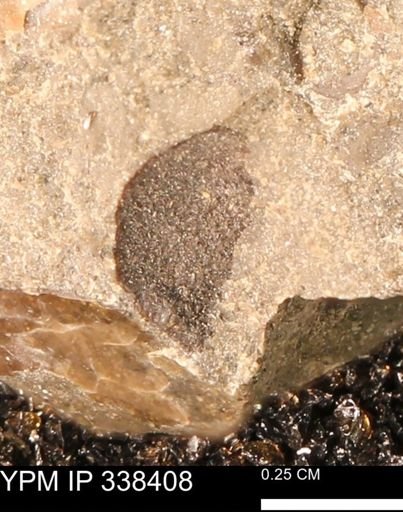 undet. Mollusca