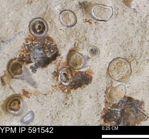 Serpulidae