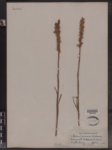 Spiranthes cernua