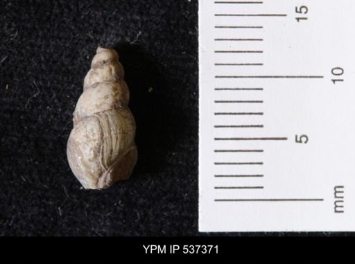 Goniobasis ortmanni