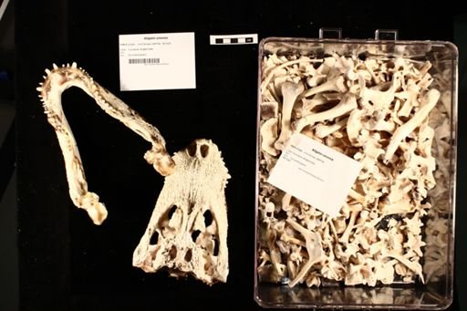 Alligator sinensis