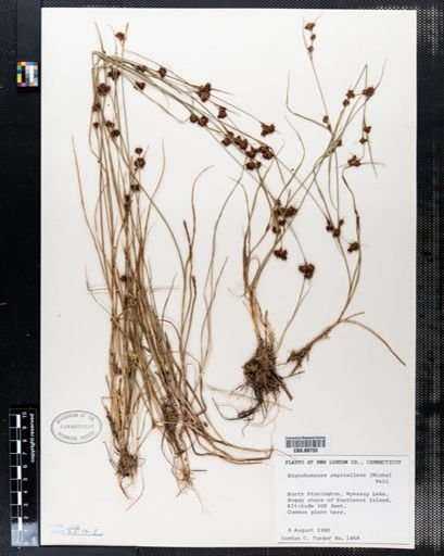 Rhynchospora capitellata