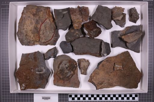 mixed taxa, stratigraphic collection