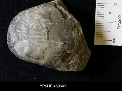 Linoproductus magnispinus