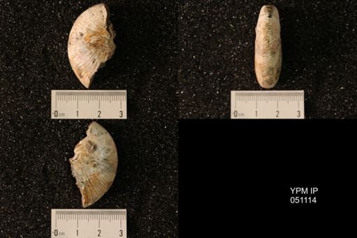 Hoploscaphites nicolletii