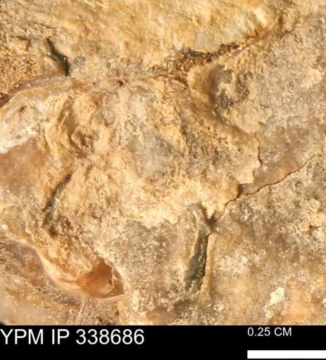 undet. Mollusca