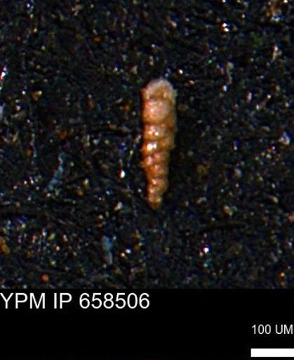 Verneuilinoides kansasensis