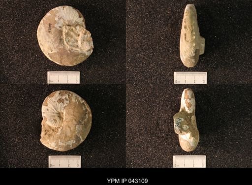 Hoploscaphites nicolletii