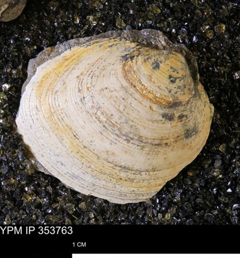 Limopsis striatopunctatus