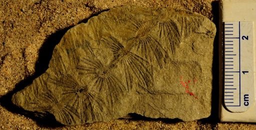 Asterophyllites equisetiformis