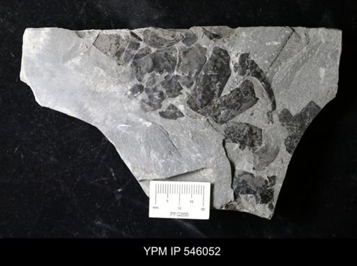 undet. Eurypterida