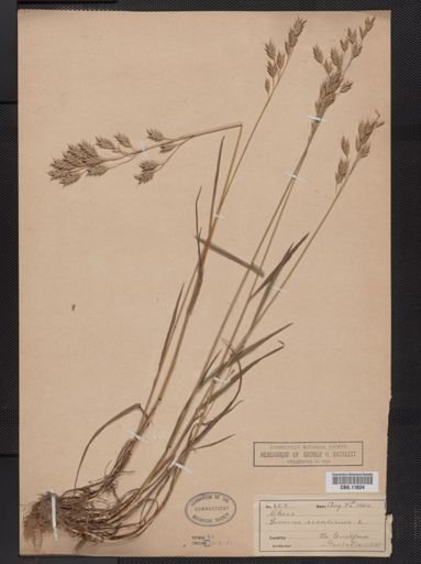 Bromus secalinus