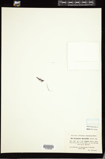 Lemanea fluviatilis