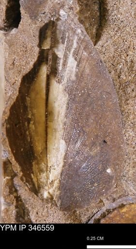 Limopsis striatopunctatus