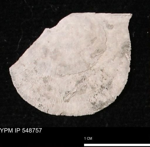 Stropheodonta perplana