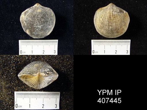 Atrypa reticularis