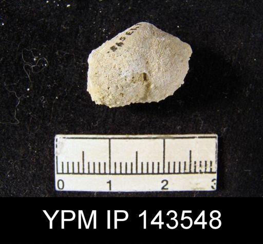 Marginifera echinata