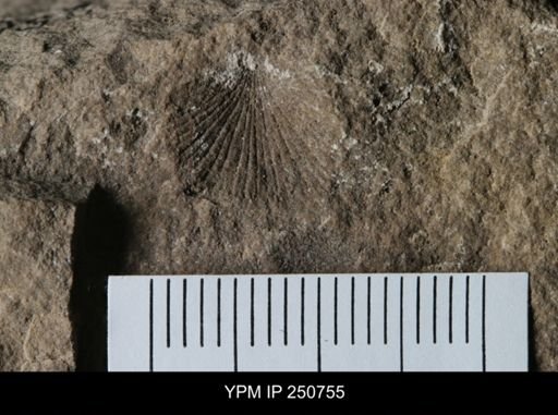 undet. Orthida