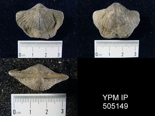 Spirifer cameratus