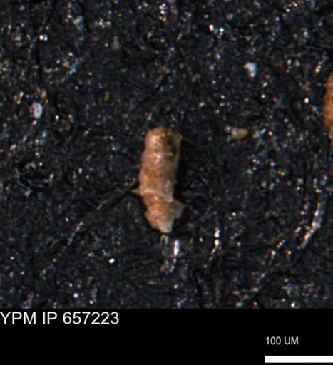 Verneuilinoides kansasensis