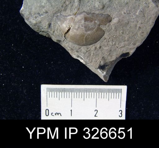 Leptaena nitens