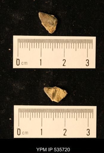 undet. Platyceratoidea