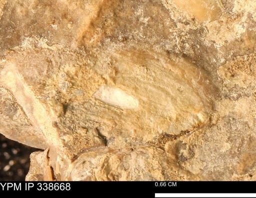 undet. Mollusca