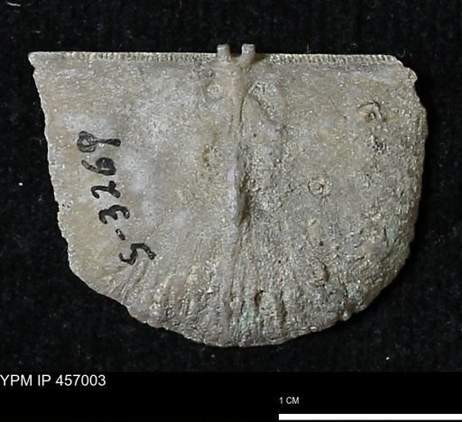 Stropheodonta sp.