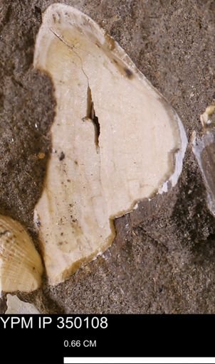 undet. Bivalvia