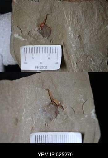 Phyllocystis sp.
