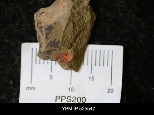 undet. Synziphosurina