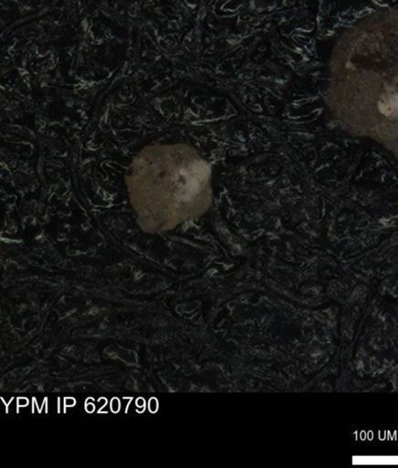 undet. Foraminiferida
