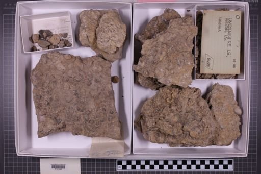 mixed taxa, stratigraphic collection