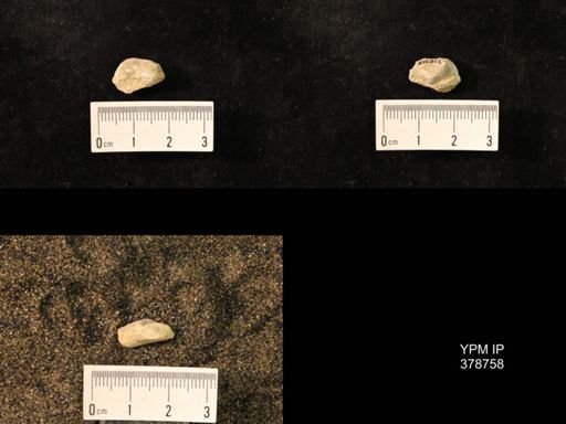 Marginifera wabashensis