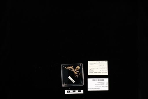 Eublepharis macularius
