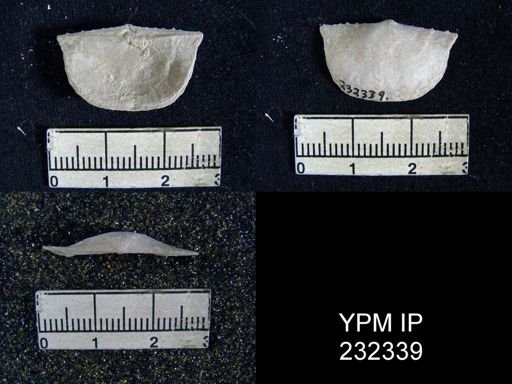 Chonetes granulifer