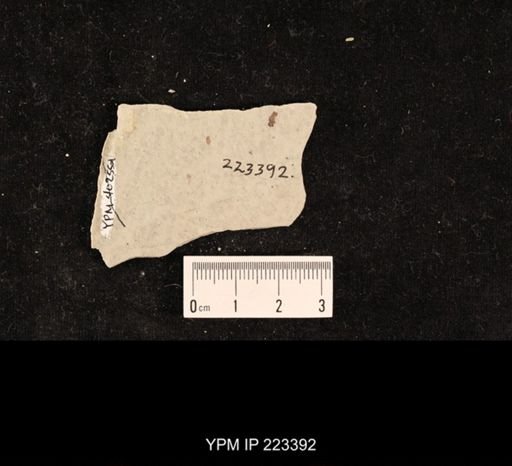 undet. Hexapoda
